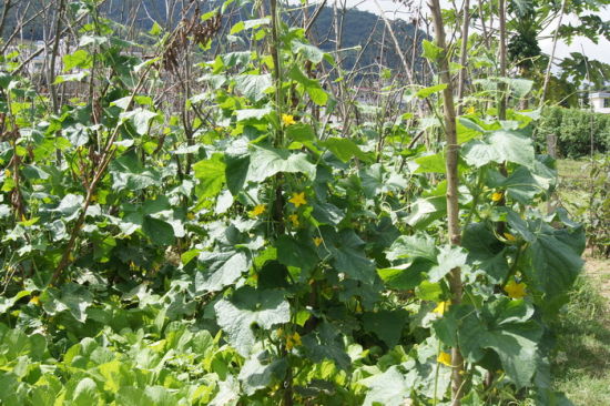 鳳慶縣推廣瓜果蔬菜立體種植技術(shù)畝產(chǎn)值超5000元
