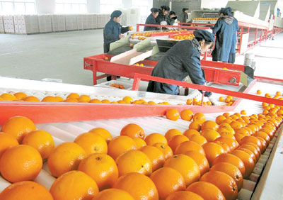 從加工原料專用基地“起跑”瓜果 全產(chǎn)業(yè)鏈升級的破局之路